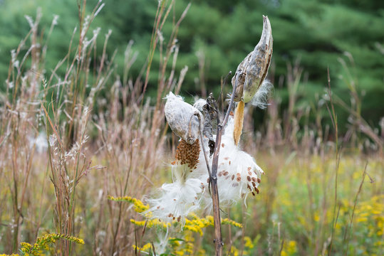 Milkweed Pods burst to release their seeds in field with tall grass and green trees in background.