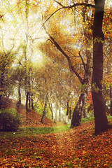 Picturesque autumn forest scenery with rays of soft light.