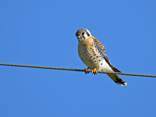 American Kestrel