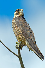 Juvenile Peregrine Falcon