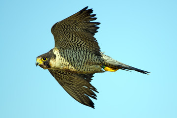 Peregrine Falcon in Flight Hunting