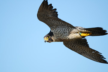 Peregrine Falcon in Flight Hunting