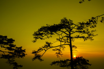 Silhouette shot of pine tree on sunrise morning at Phu Kradueng National Park, Thailand.