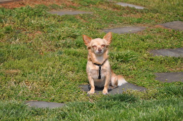 Puppy dog Chihuahua