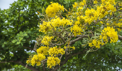 yellow pu tree in park, bangkok thailand