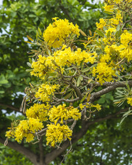 yellow pu tree in park, bangkok thailand