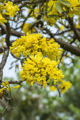 Obraz premium yellow pu tree in park, bangkok thailand