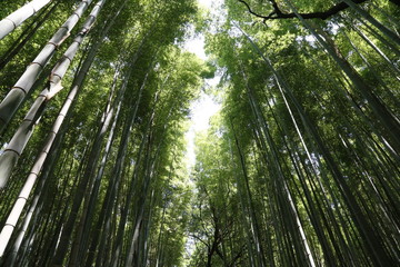 京都の竹林