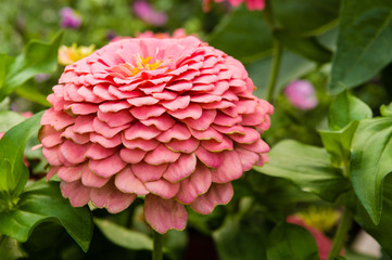 Pink zinnia flower with layered petals