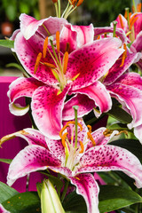 Fototapeta na wymiar Pink Tiger Lily with open blooms