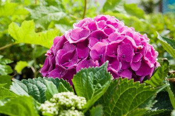 Obraz premium Purple or pink hydrangea flowers