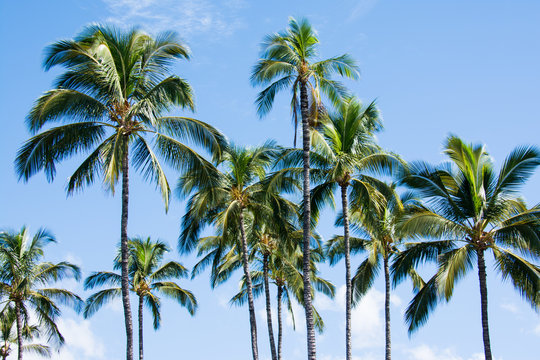 Palm trees