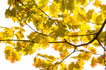 fall oak leaves