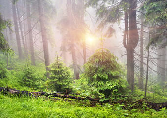 Obraz premium Misty forest in the mountains