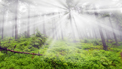 Misty forest in the mountains