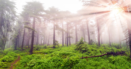 Fototapeta na wymiar Misty forest in the mountains