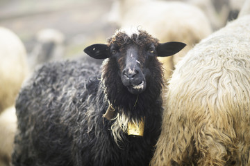 Shepherds and sheep Carpathians