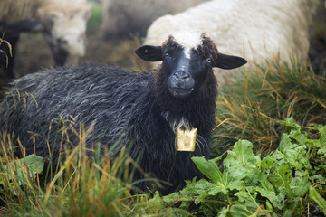 Shepherds and sheep Carpathians