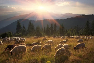 Cercles muraux Moutons Shepherds and sheep Carpathians