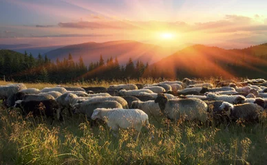 Afwasbaar Fotobehang Schaap Shepherds and sheep Carpathians