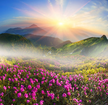 Fototapeta Rhododendrons in May