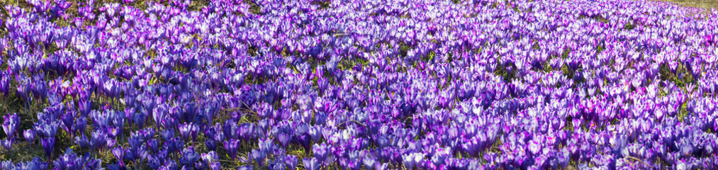 Glade crocus