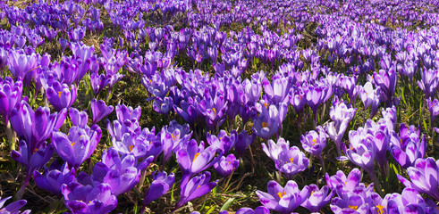 Fototapeta premium Glade crocus