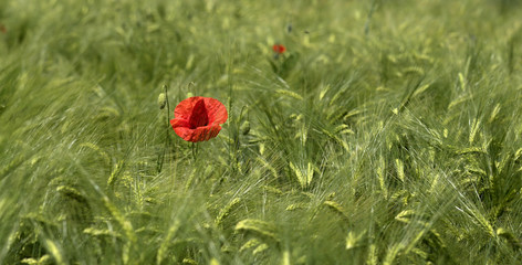 Wheat and poppies