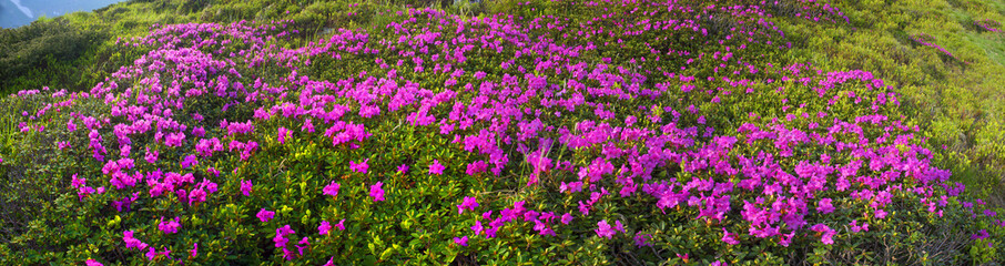 Obraz premium rhododendrons Chornogory