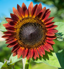 Obraz premium Red sunflower
