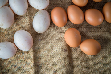 Eggs