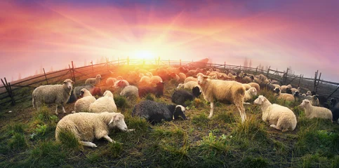 Photo sur Plexiglas Moutons Shepherds and sheep Carpathians