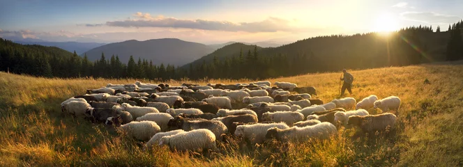 Zelfklevend Fotobehang Shepherds and sheep Carpathians © panaramka