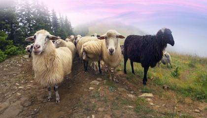 Shepherds and sheep Carpathians