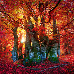 Autumn forest in Ukraine