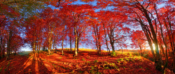 Fototapeta na wymiar Autumn forest in Ukraine