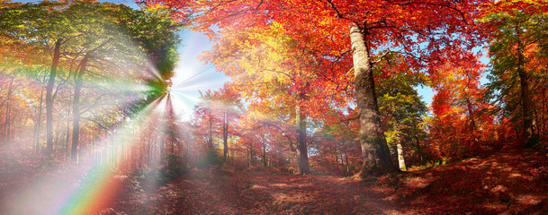 Autumn forest in Ukraine