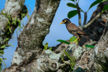 Common Myna bird (Acridotheres tristis) perching on the woodstick