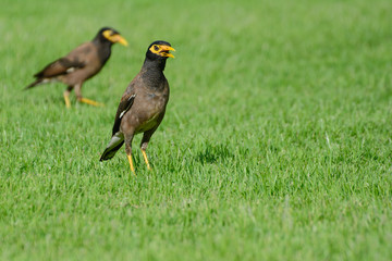 Common Myna Acridotheres tristis.