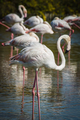 Pink Flamingo (Phoenicopterus ruber) in Camargue, France
