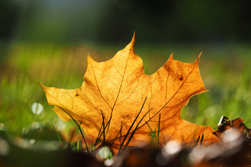 Naklejka na ściany i meble Осень. Осенний лист в траве. Солнце. Осеннее настроение, солнечная погода 