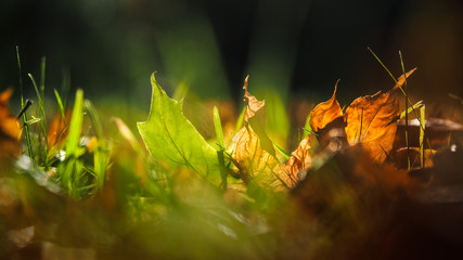 Осень. Осенний лист в траве. Солнце. Осеннее настроение, солнечная погода 