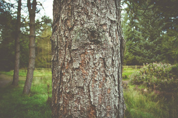 Forest scene with a retro style overlay