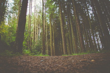 Forest scene with a retro style overlay