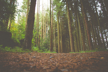 Forest scene with a retro style overlay