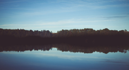 woodland style images of trees and nature
