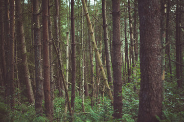 Fototapeta premium woodland style images of trees and nature