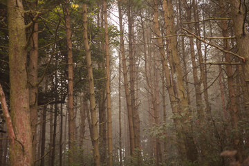 Fototapeta premium woodland style images of trees and nature