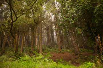 Fototapeta premium woodland style images of trees and nature