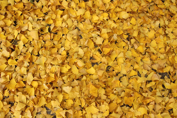 ginkgo leaves on the ground in autumn